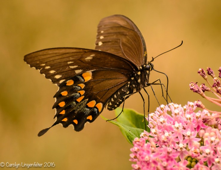 2016_07_30_Back yard buffet_butterflies_0031