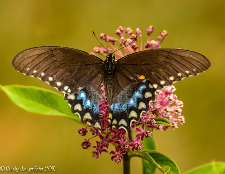 2016_07_30_Back yard buffet_butterflies_0059-Edit
