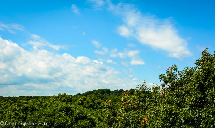 2016_07_15_Trailwalk_Holden Arboretum_0052
