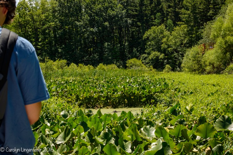 2016_07_15_Trailwalk_Holden Arboretum_0083