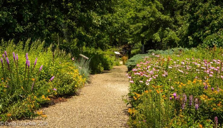 2016_07_15_Trailwalk_Holden Arboretum_0085