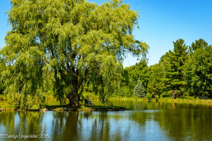 2016_07_15_Trailwalk_Holden Arboretum_0087