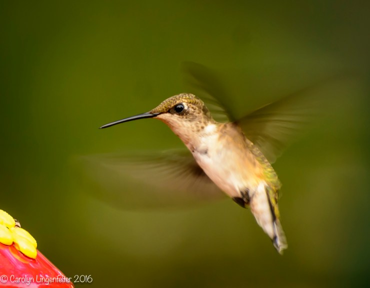 2016_08_10_back yard_Dorsey back yard_0015