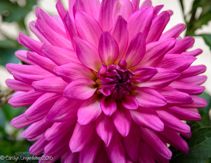 2016_08_10_back yard_Dorsey back yard_0059