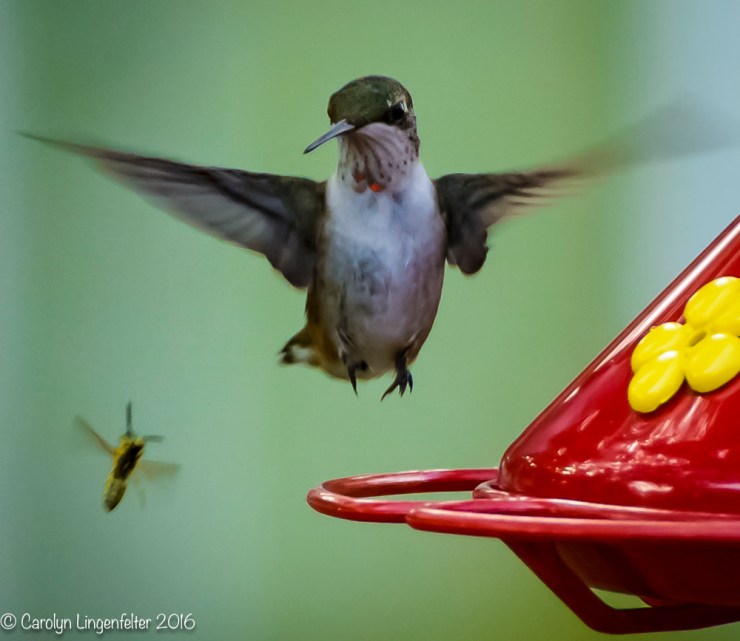 2016_08_17_backyard birding_back yard buffet_0001