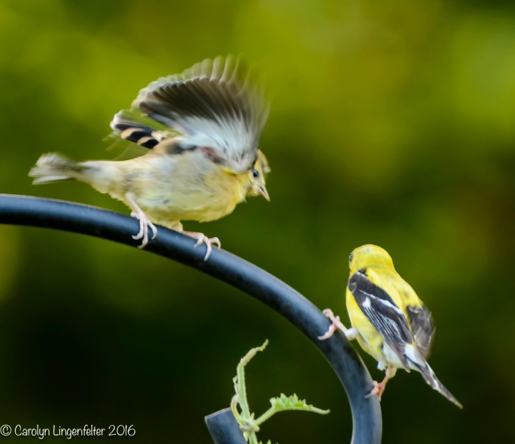 2016_08_17_backyard birding_back yard buffet_0010
