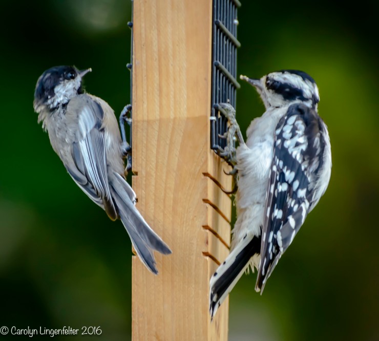 2016_08_17_backyard birding_back yard buffet_0038