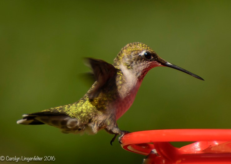 2016_08_26_back yard_Back yard birding_0109