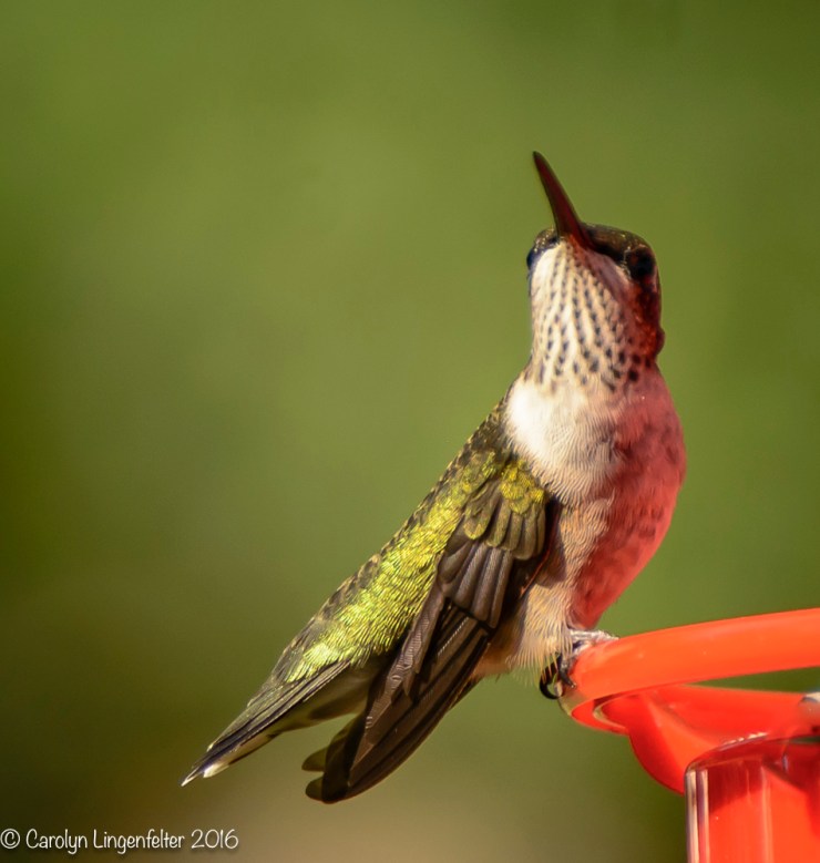 2016_08_26_back yard_Back yard birding_0128