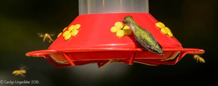 2016_08_26_back yard_Back yard birding_0142