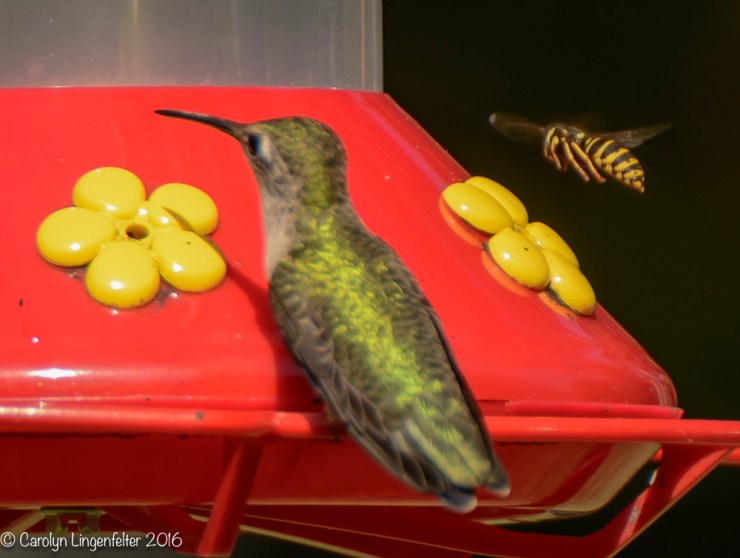 2016_08_26_back yard_Back yard birding_0153