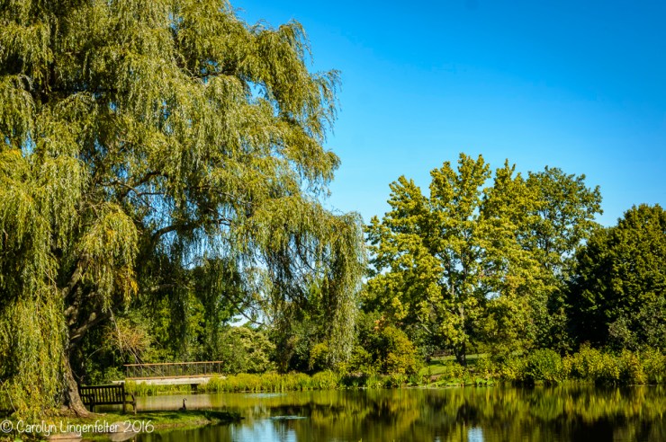 2016_09_16_trailwalk_holden-arboretum_0003