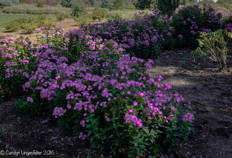 2016_09_16_trailwalk_holden-arboretum_0022
