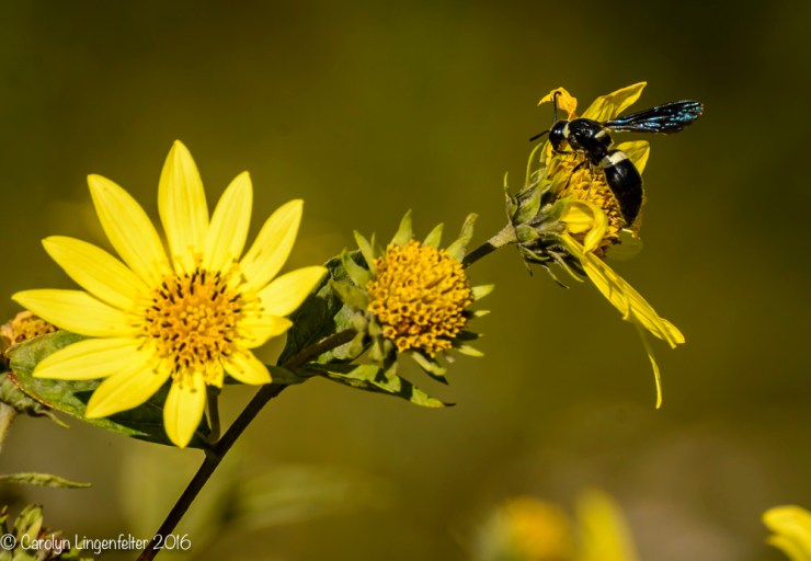 2016_09_22_places_holden-arboretum_0026