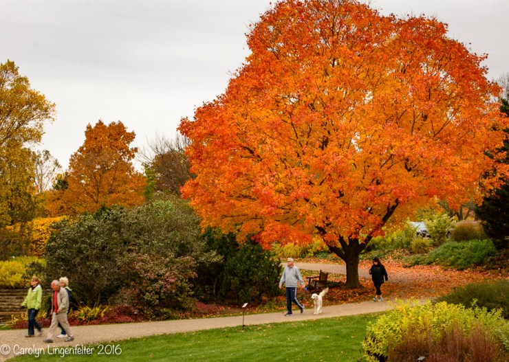 2015_10_22_holden-arboretum_007