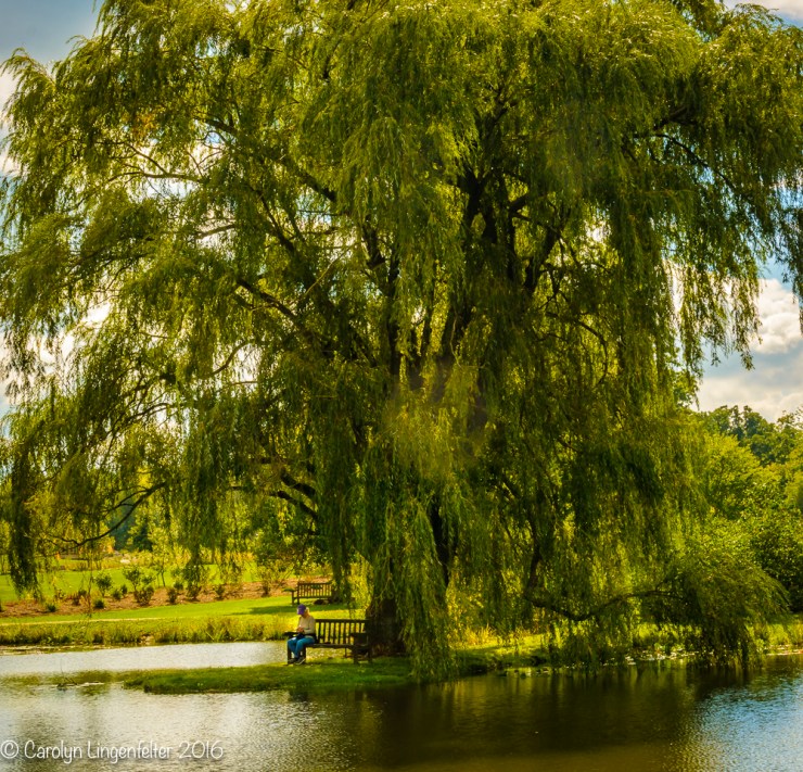 2016_10_03_holden-arboretum_013