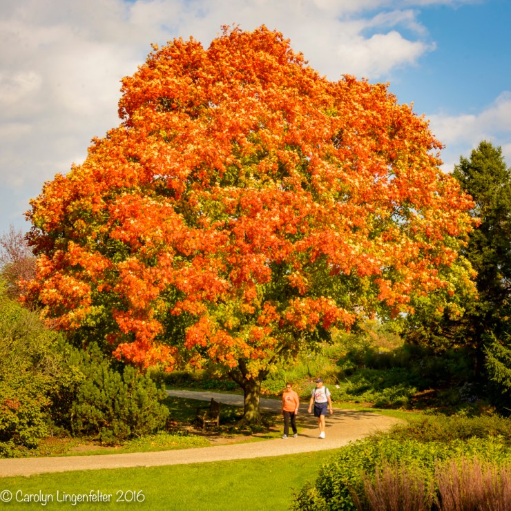 2016_10_18_places_holden-arboretum_0005-edit