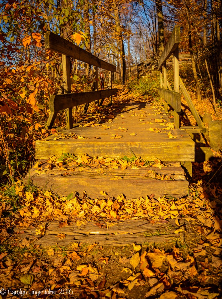 2016_11_07_places_holden-arboretum_0083