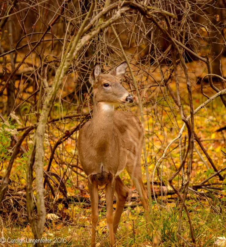 2016_11_09_places_chagrin-river-park_0068