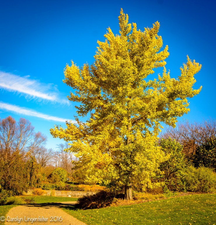 2016_11_10_places_holden-arboretum_0005