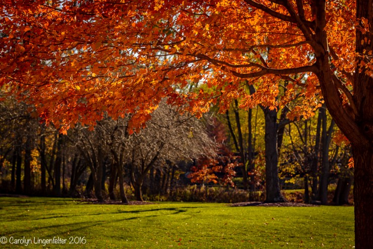 2016_11_12_places_chagrin-river-park_0058