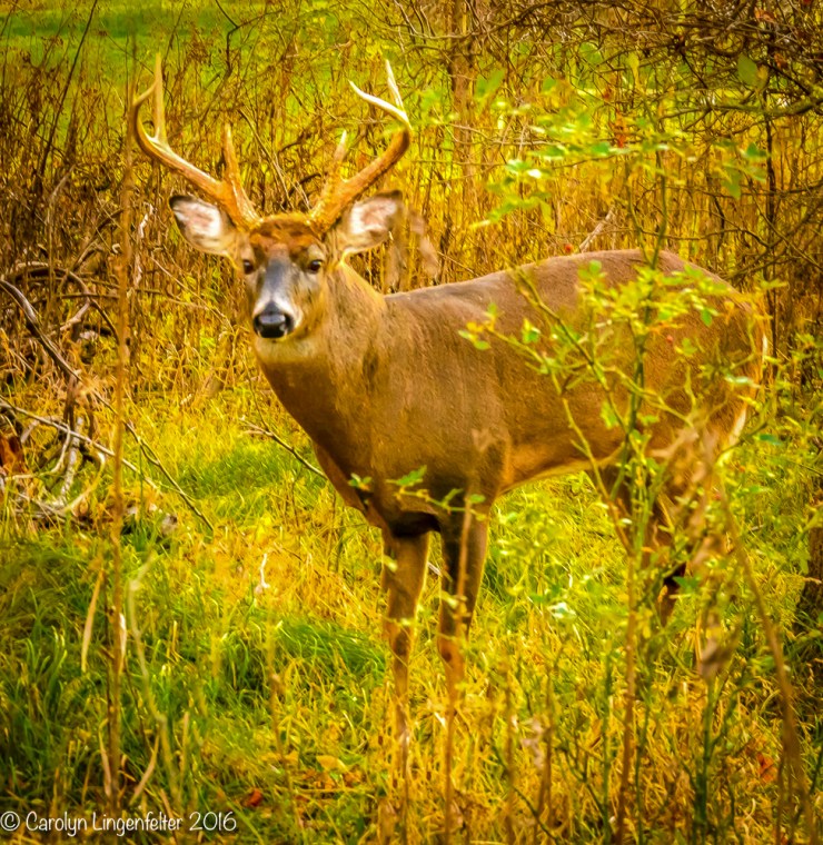 2016_11_13_places_chagrin-river-park_0034-edit-edit