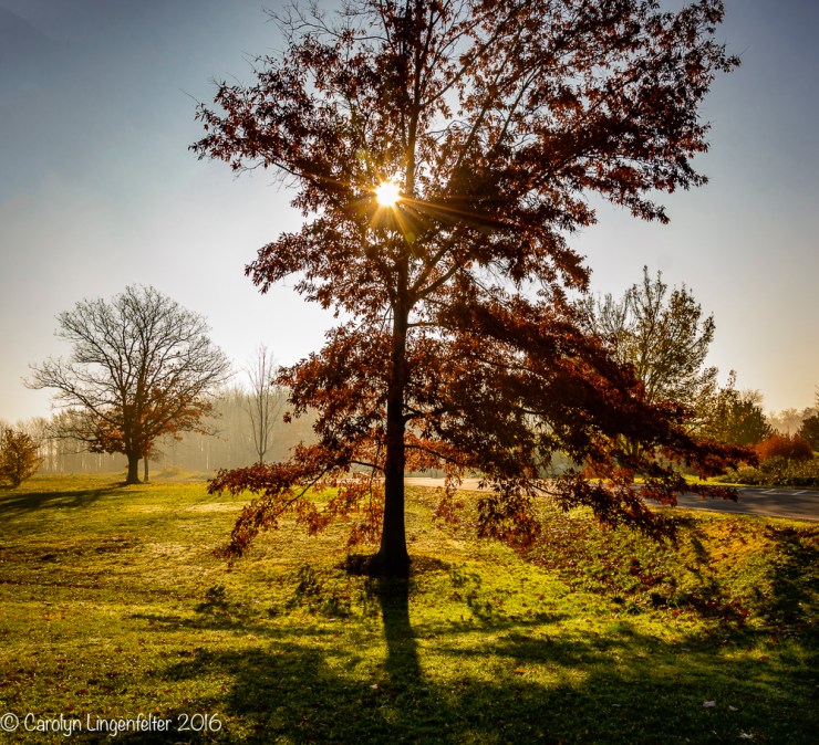 2016_11_17_places_holden-arboretum_0001-edit