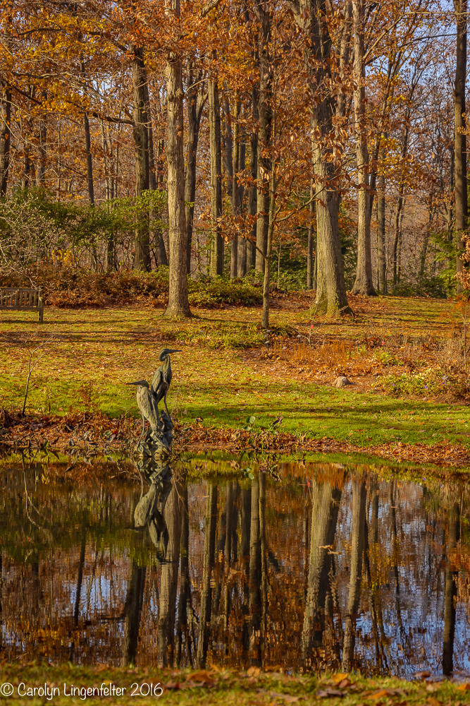 2016_11_17_places_holden-arboretum_0140