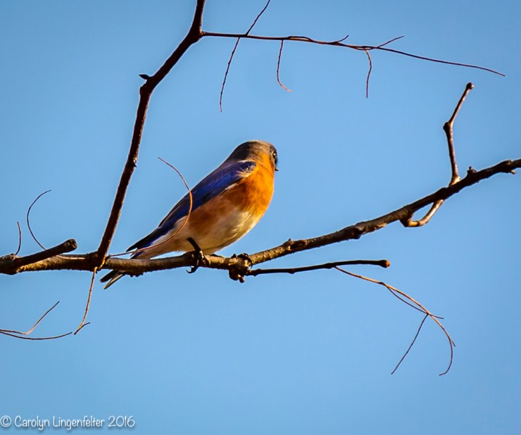 2016_11_17_places_holden-arboretum_0150