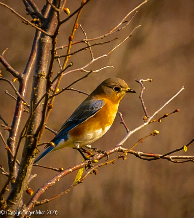 2016_11_17_places_holden-arboretum_0155