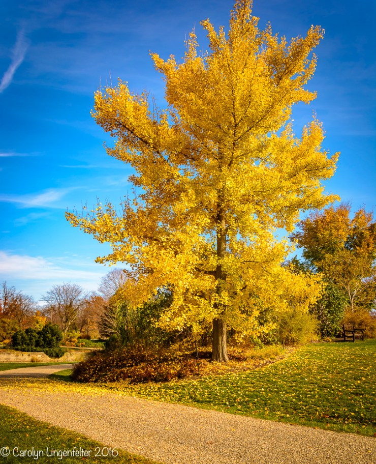 2016_11_17_places_holden-arboretum_0175