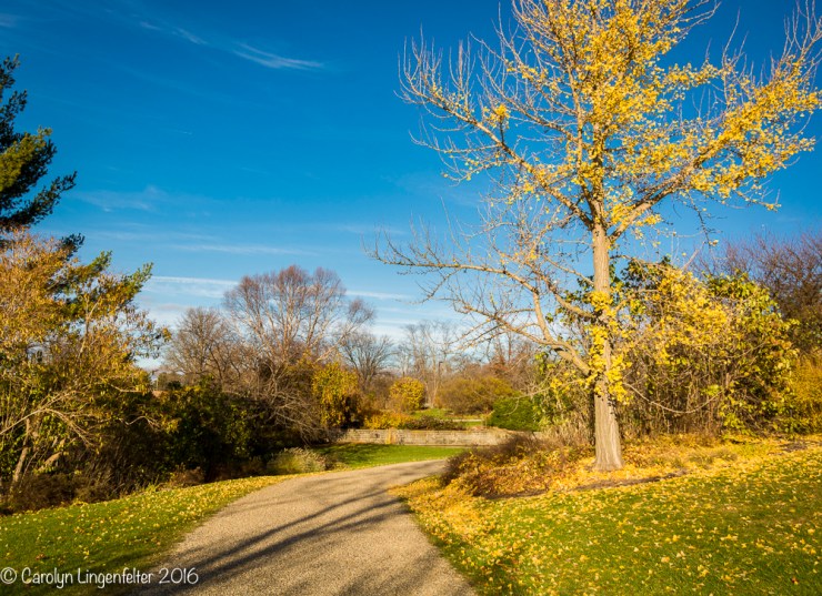 2016_11_22_places_holden-arboretum_0002-edit
