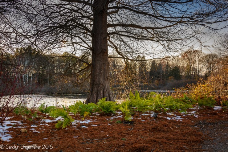 2016_11_22_places_holden-arboretum_0052-edit