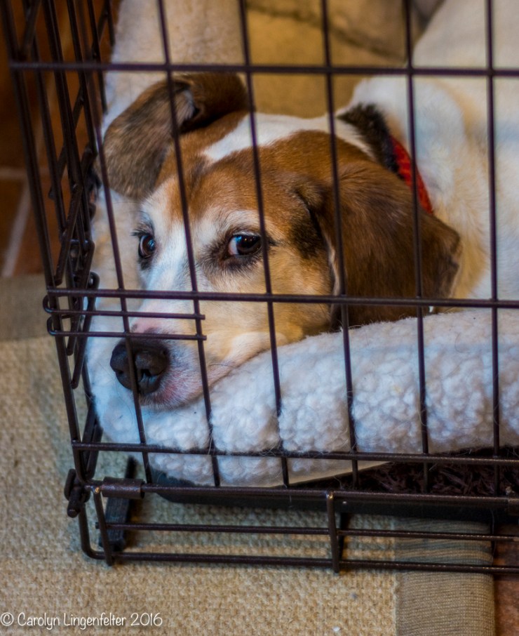 2016_11_26_family_baking-christmas-cookies_0084