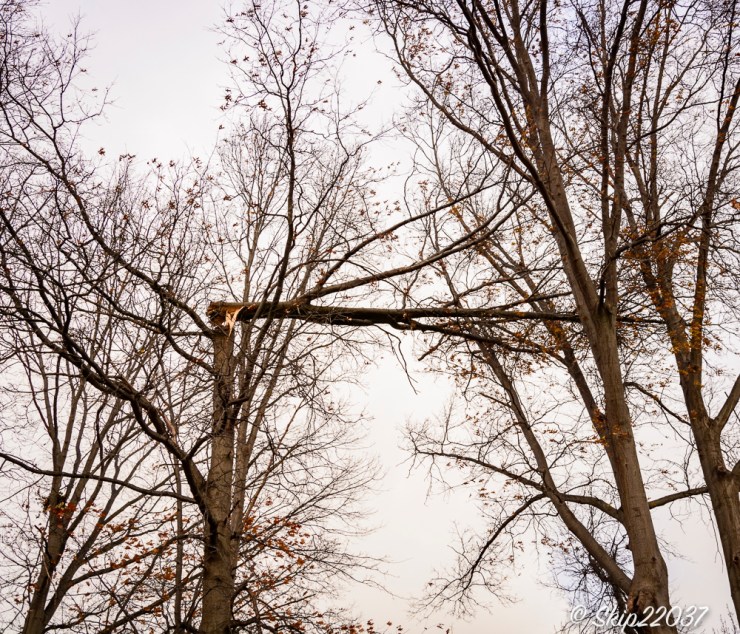 2016_12_01_places_back-yard-birding_0001