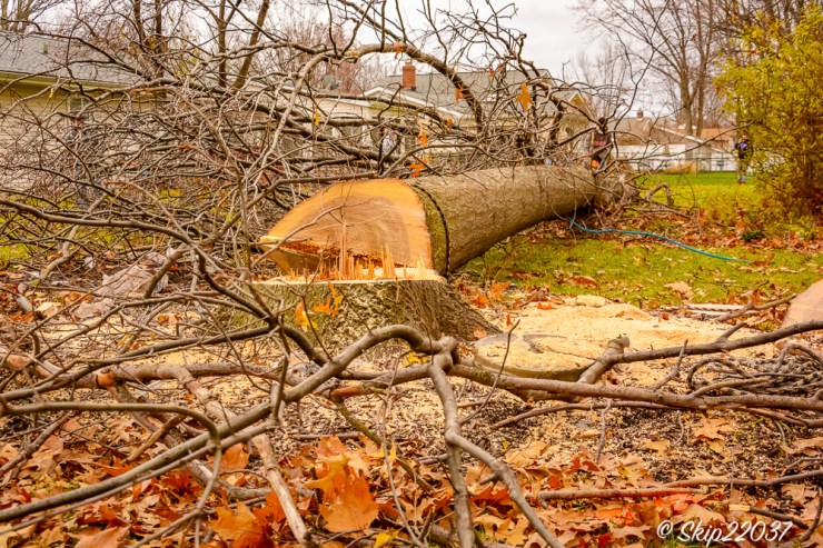 2016_12_03_backyard-birding_taking-down-the-tree_0018-edit