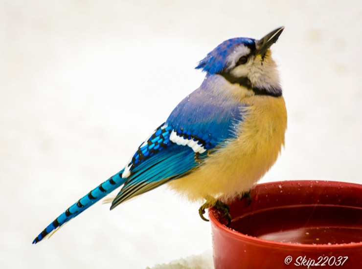 2016_12_09_backyard-birding_snowy-day_0052