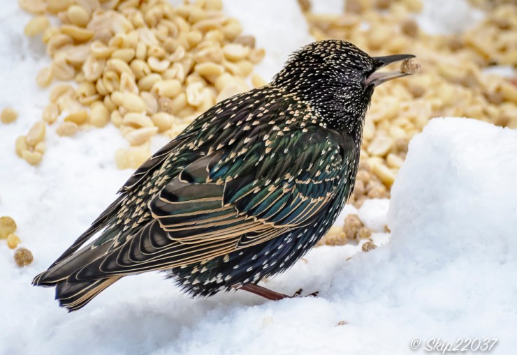 2016_12_15_places_back-yard-birding_0015