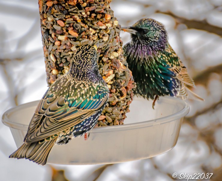 2016_12_15_places_back-yard-birding_0028