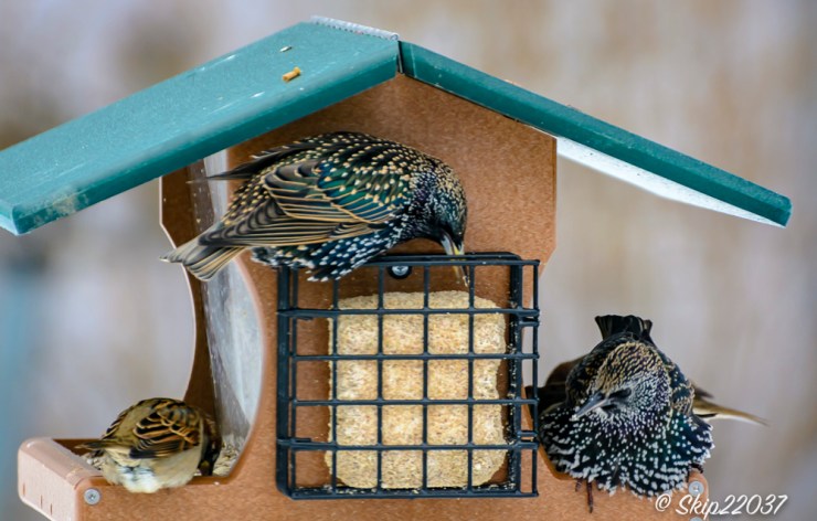 2016_12_15_places_back-yard-birding_0031