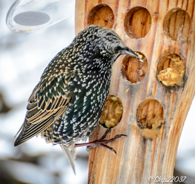 2016_12_15_places_back-yard-birding_0043