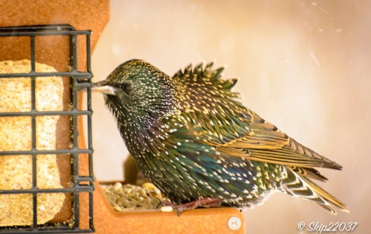 2016_12_15_places_back-yard-birding_0085