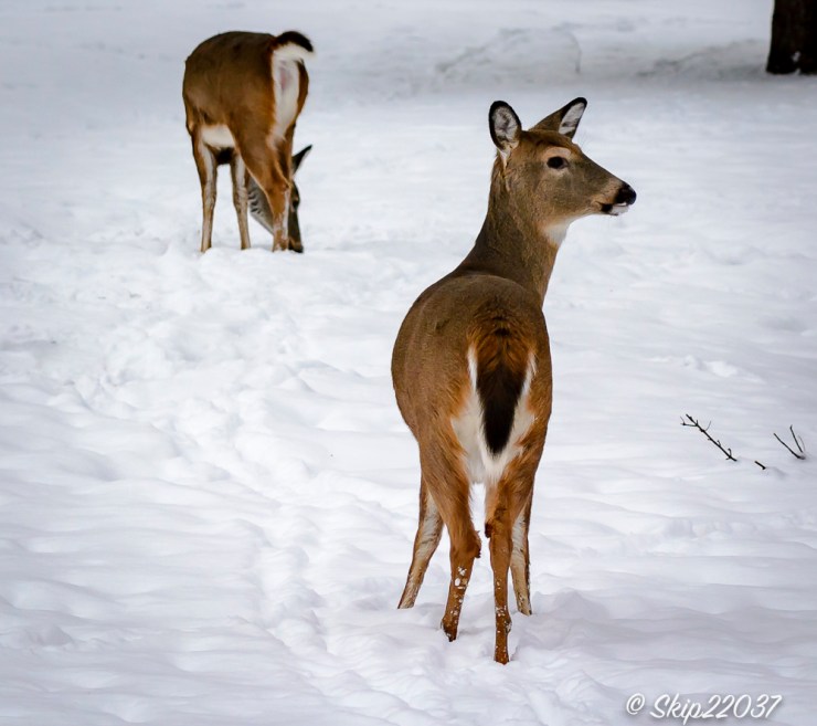 2016_12_16_places_back-yard-birding_0065