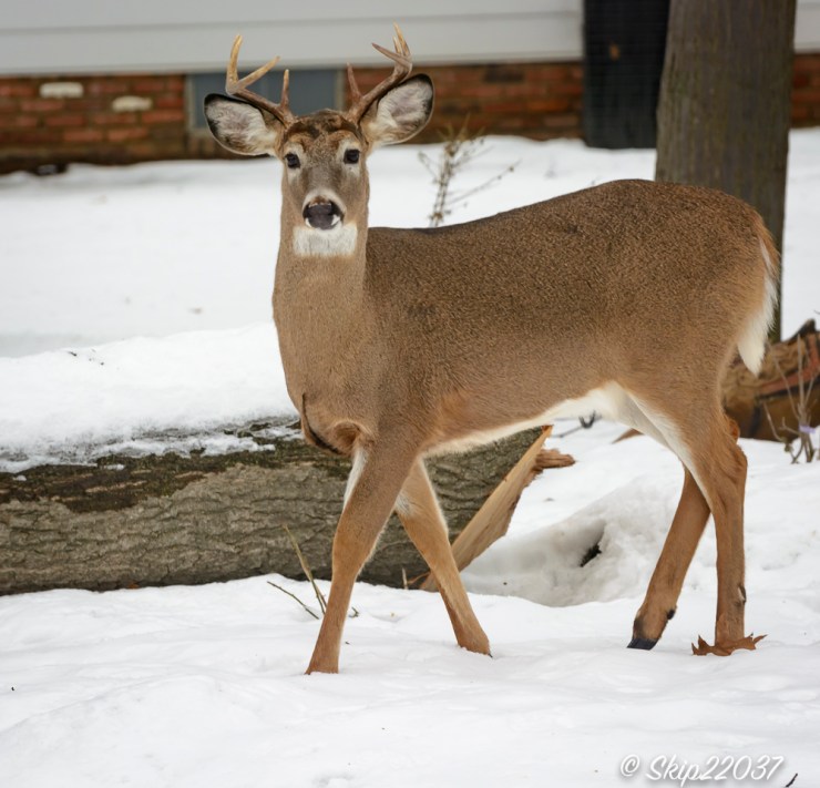 2016_12_21_places_back-yard-birding_0052