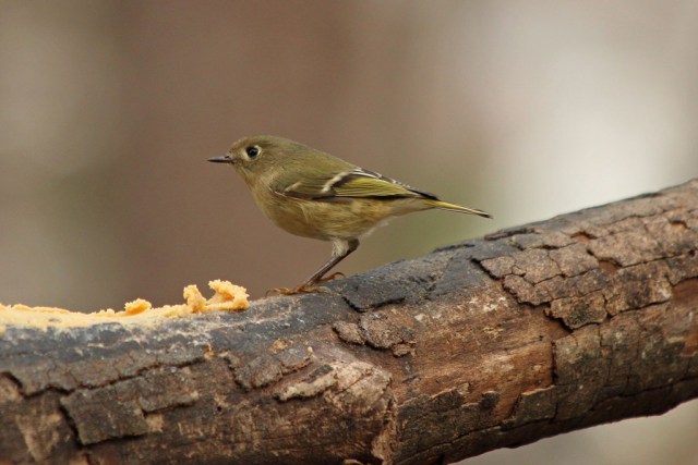 kinglet