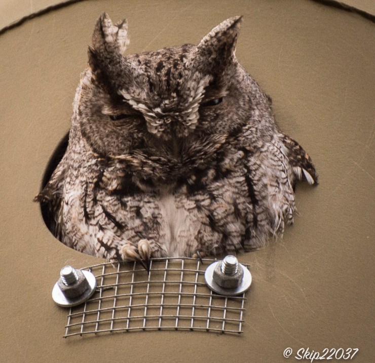 2016_02_07_trailwalk_chagrin-river-park_0036