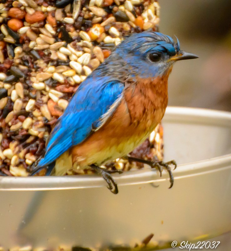 2017_01_03_places_back-yard-buffet_0015