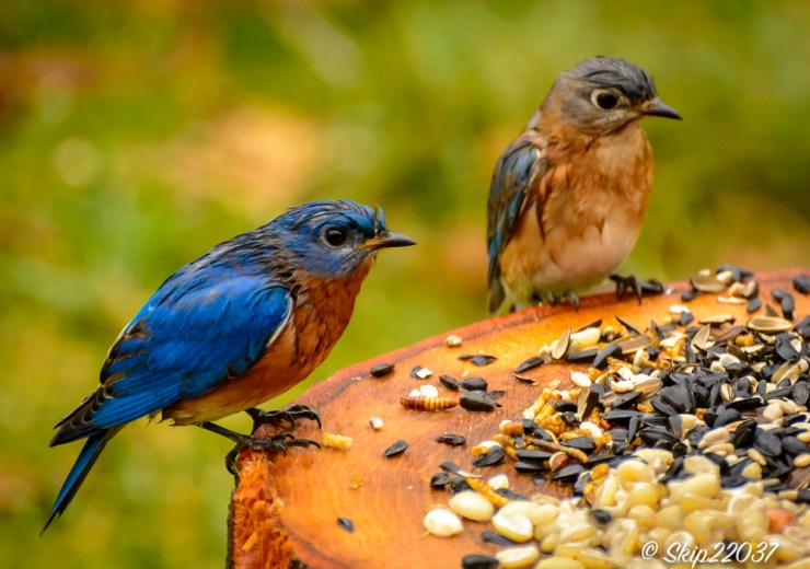 2017_01_03_places_back-yard-buffet_0020