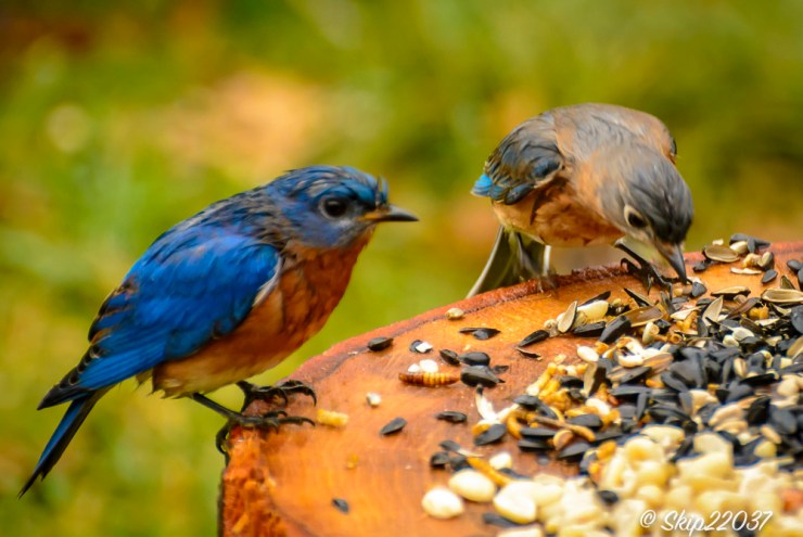 2017_01_03_places_back-yard-buffet_0022