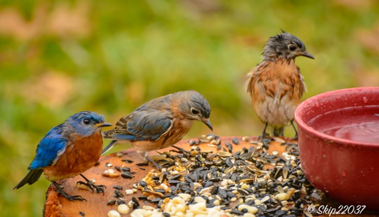 2017_01_03_places_back-yard-buffet_0024
